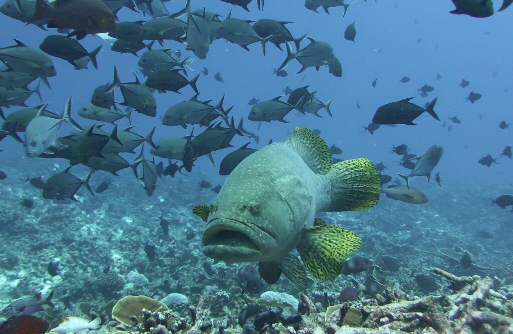 Una cernia gigante vista di fronte sopra un reef, con le pinne giallo vivo punteggiate di nero, sotto un banco di carangi neri