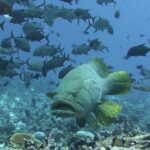Una cernia gigante vista di fronte sopra un reef, con le pinne giallo vivo punteggiate di nero, sotto un banco di carangi neri