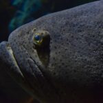 Primo piano della testa grigio scuro di una cernia gigante, crivellata di piccoli punti neri, con un piccolo occhio cerchiato di giallo e labbra spesse
