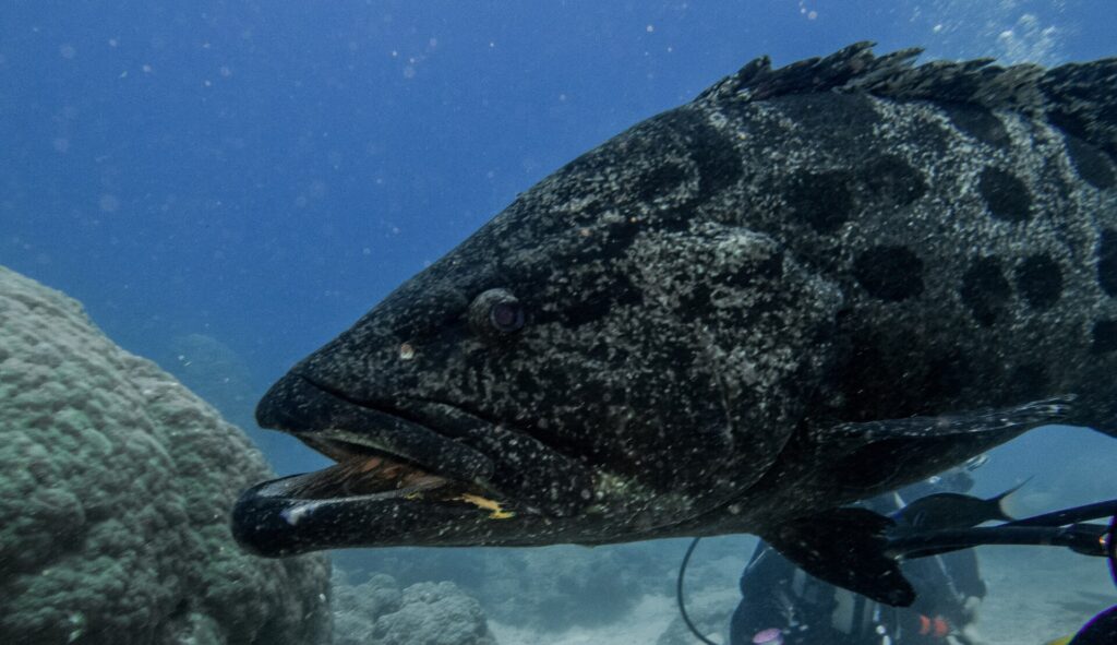 La testa di una grossa cernia patata grigia macchiata di nero, con la bocca socchiusa, vista da vicino su sfondo blu, con un sub sfocato dietro