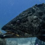 La testa di una grossa cernia patata grigia macchiata di nero, con la bocca socchiusa, vista da vicino su sfondo blu, con un sub sfocato dietro