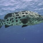 Una cernia patata vista di profilo per intero sotto la superficie, con il corpo biancastro coperto di grosse macchie nere arrotondate, la testa e le pinne picchiettate di nero