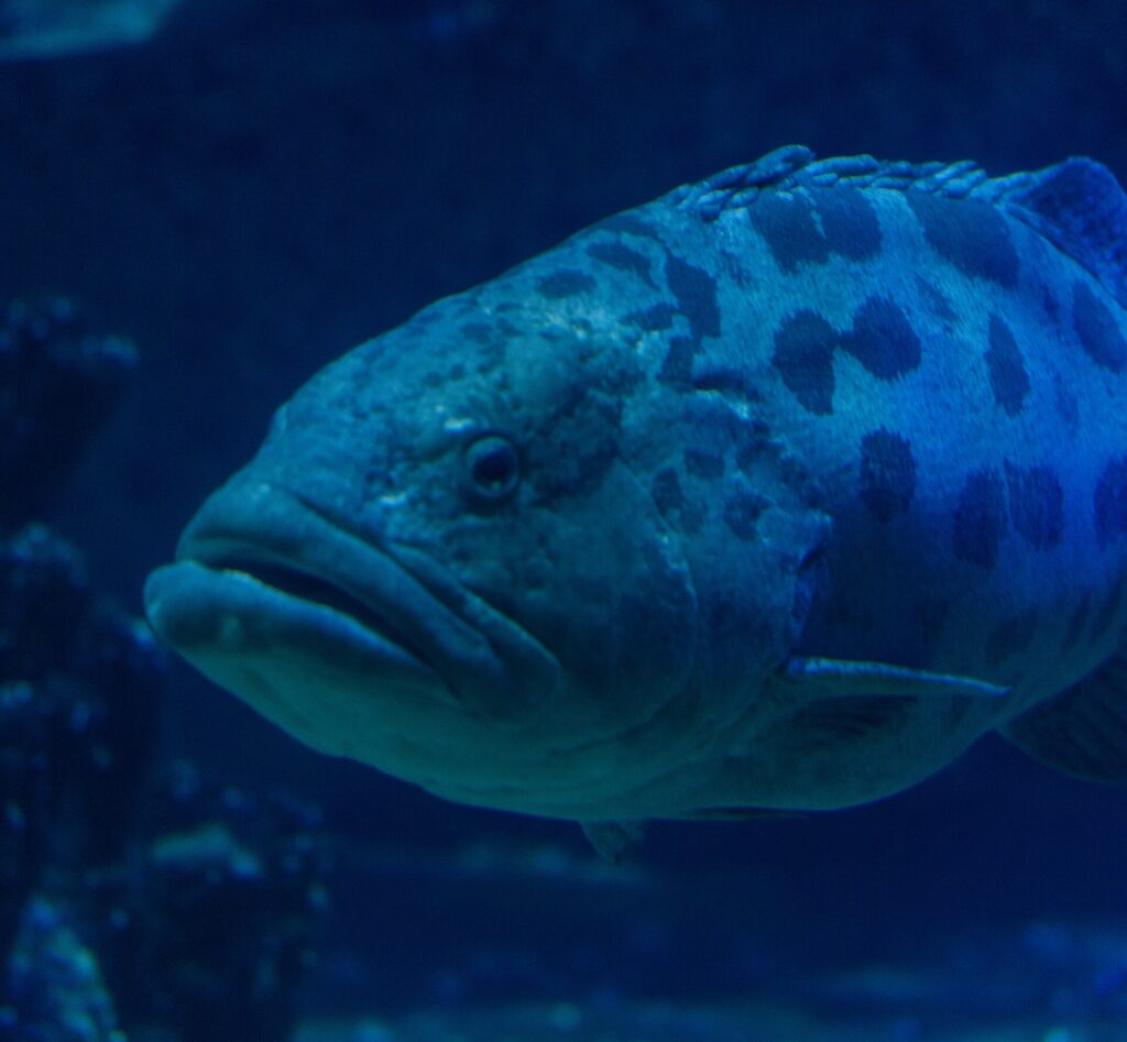 Primo piano della testa di una cernia patata dalle labbra spesse, con l'occhio circondato da segni scuri e grosse macchie sulla parte alta del corpo, in acqua blu scuro