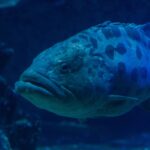 Primo piano della testa di una cernia patata dalle labbra spesse, con l'occhio circondato da segni scuri e grosse macchie sulla parte alta del corpo, in acqua blu scuro