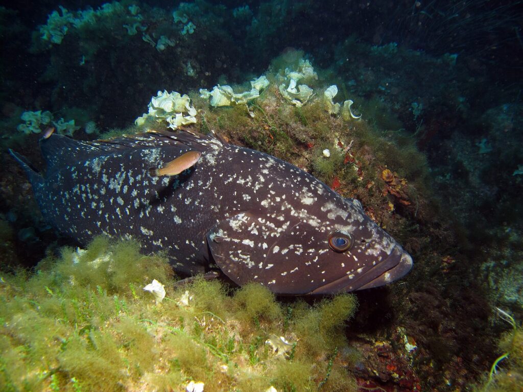 Una grossa cernia bruna dalla livrea scura macchiata di bianco, adagiata contro una roccia coperta di alghe verdi e di alghe chiare a ventaglio, con la testa a destra e un piccolo pesce arancione che le passa sopra il dorso.