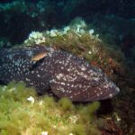 Una grossa cernia bruna dalla livrea scura macchiata di bianco, adagiata contro una roccia coperta di alghe verdi e di alghe chiare a ventaglio, con la testa a destra e un piccolo pesce arancione che le passa sopra il dorso.