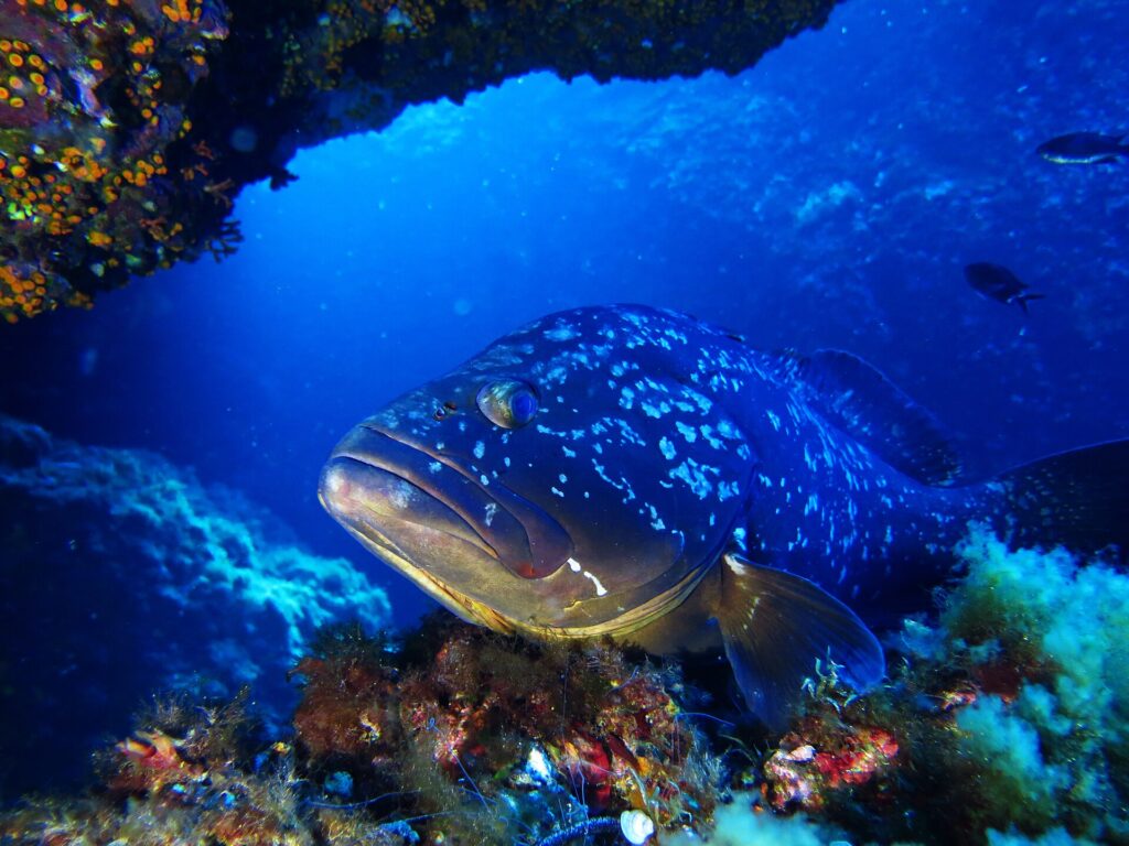 Primo piano della testa di una cernia bruna dalle labbra spesse e dalla livrea scura macchiata di bianco, posata su una roccia coperta di alghe rosse sotto uno strapiombo tappezzato di piccoli coralli arancioni, nel blu profondo.