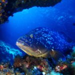 Primo piano della testa di una cernia bruna dalle labbra spesse e dalla livrea scura macchiata di bianco, posata su una roccia coperta di alghe rosse sotto uno strapiombo tappezzato di piccoli coralli arancioni, nel blu profondo.
