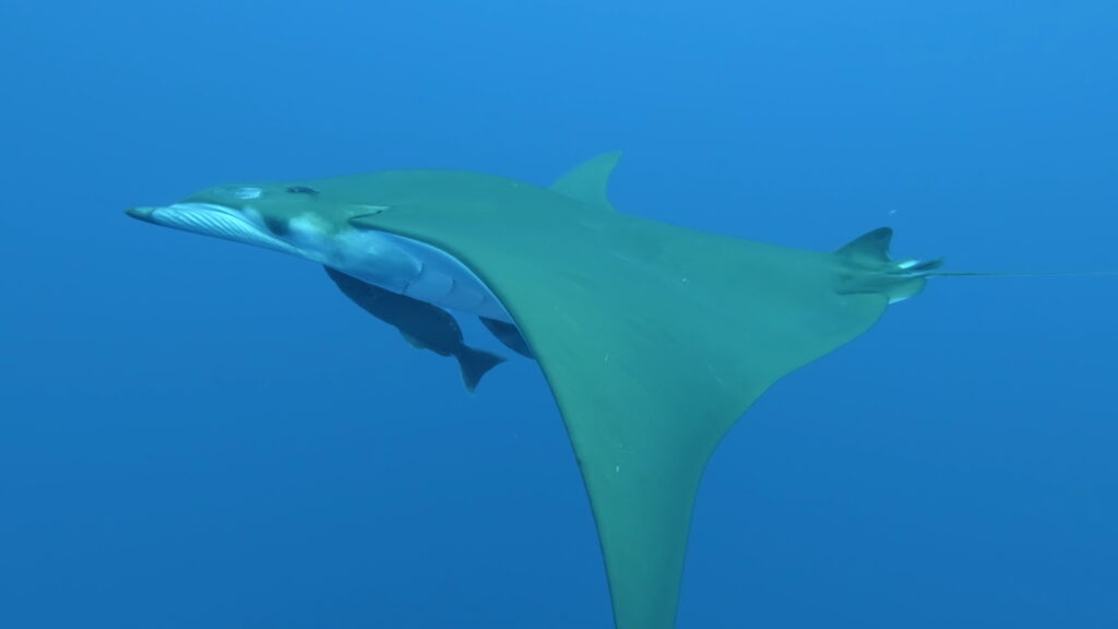Una mobula vista da sotto e di lato, ventre bianco, ali a falce verde oliva, due remore attaccate sotto, in un'acqua blu limpida