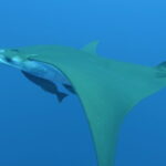 Una mobula vista da sotto e di lato, ventre bianco, ali a falce verde oliva, due remore attaccate sotto, in un'acqua blu limpida