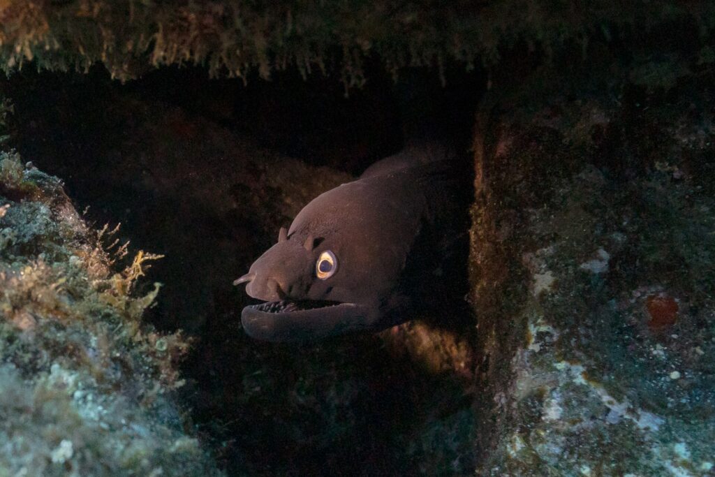 Una murena nera sporge la testa da una fessura scura tra rocce coperte di alghe, la bocca socchiusa sui denti, l'occhio cerchiato d'oro illuminato dalla torcia