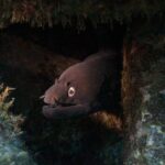 Una murena nera sporge la testa da una fessura scura tra rocce coperte di alghe, la bocca socchiusa sui denti, l'occhio cerchiato d'oro illuminato dalla torcia