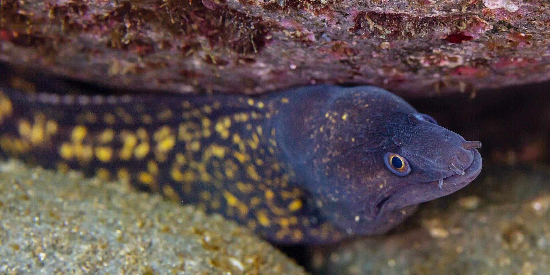 Una murena mediterranea sotto uno strapiombo roccioso, con la testa verso destra: corpo bruno violaceo cosparso di grandi macchie gialle, testa più scura punteggiata di giallo, occhio cerchiato di giallo e narici a piccoli tubi in punta al muso.