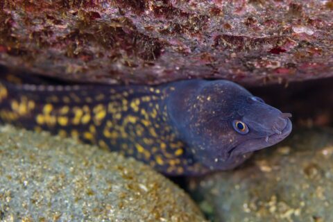 Una murena mediterranea sotto uno strapiombo roccioso, con la testa verso destra: corpo bruno violaceo cosparso di grandi macchie gialle, testa più scura punteggiata di giallo, occhio cerchiato di giallo e narici a piccoli tubi in punta al muso.