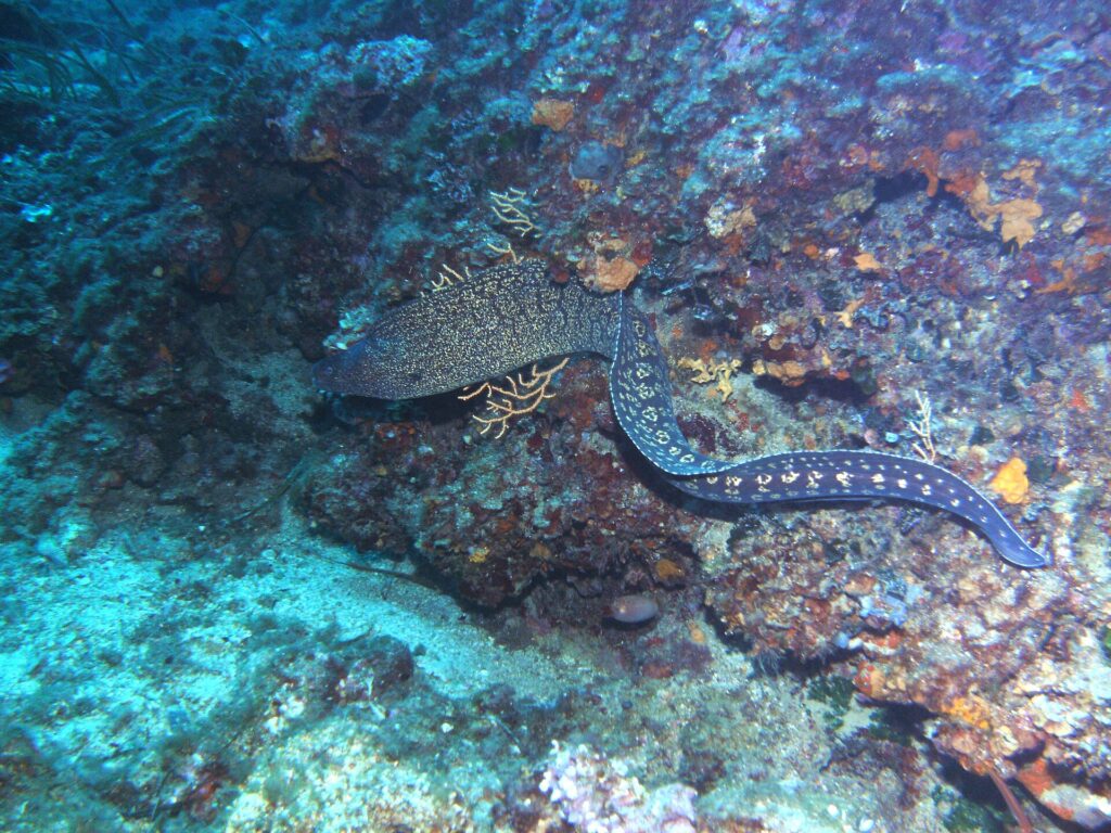 Una murena mediterranea nuota allo scoperto lungo una parete rocciosa, con la testa a sinistra: lungo corpo da serpente senza pinne pettorali, bruno scuro marezzato di giallo pallido davanti e cosparso di macchie chiare a rosetta verso la coda.
