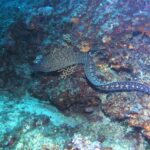 Una murena mediterranea nuota allo scoperto lungo una parete rocciosa, con la testa a sinistra: lungo corpo da serpente senza pinne pettorali, bruno scuro marezzato di giallo pallido davanti e cosparso di macchie chiare a rosetta verso la coda.