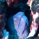 Una murena sporge la testa da una spaccatura tappezzata di alghe rosse: pelle rugosa grigio violaceo cosparsa di piccoli punti chiari, piccolo occhio cerchiato di bianco, due narici a piccoli tubi, una in punta al muso e l'altra davanti all'occhio, e bocca socchiusa su una fila di denti.
