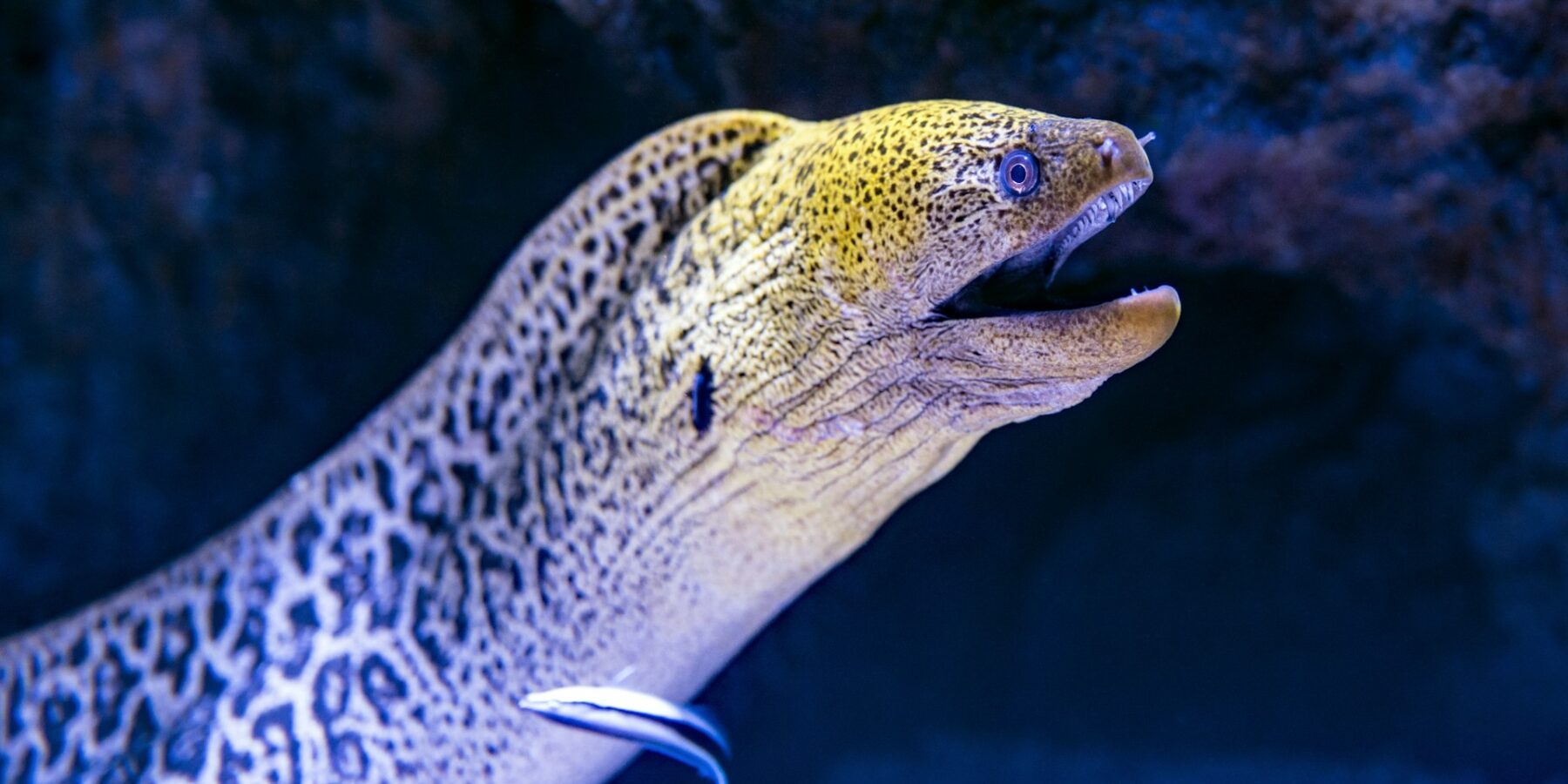 Una murena gigante esce dalla sua fenditura, con la testa gialla maculata e la bocca aperta, e un labride pulitore contro il fianco