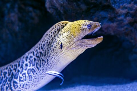 Una murena gigante esce dalla sua fenditura, con la testa gialla maculata e la bocca aperta, e un labride pulitore contro il fianco