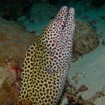 Una murena leopardo, bianca a macchie brune, ritta fuori dalla tana con la bocca aperta, su uno sfondo di sabbia e corallo