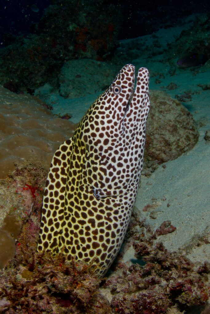 Una murena leopardo, bianca a macchie brune, ritta fuori dalla tana con la bocca aperta, su uno sfondo di sabbia e corallo