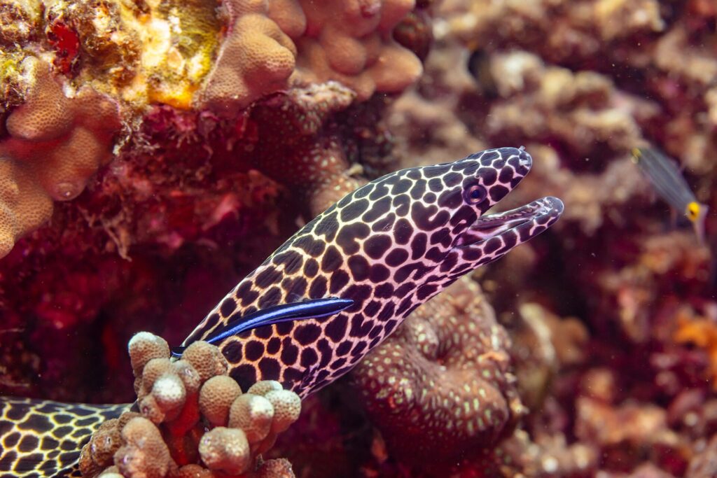 Una murena leopardo con la testa macchiata di nero e di bianco, bocca aperta, fuori dalla tana con un labride pulitore blu sul fianco, fotografata in Oman
