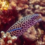 Una murena leopardo con la testa macchiata di nero e di bianco, bocca aperta, fuori dalla tana con un labride pulitore blu sul fianco, fotografata in Oman