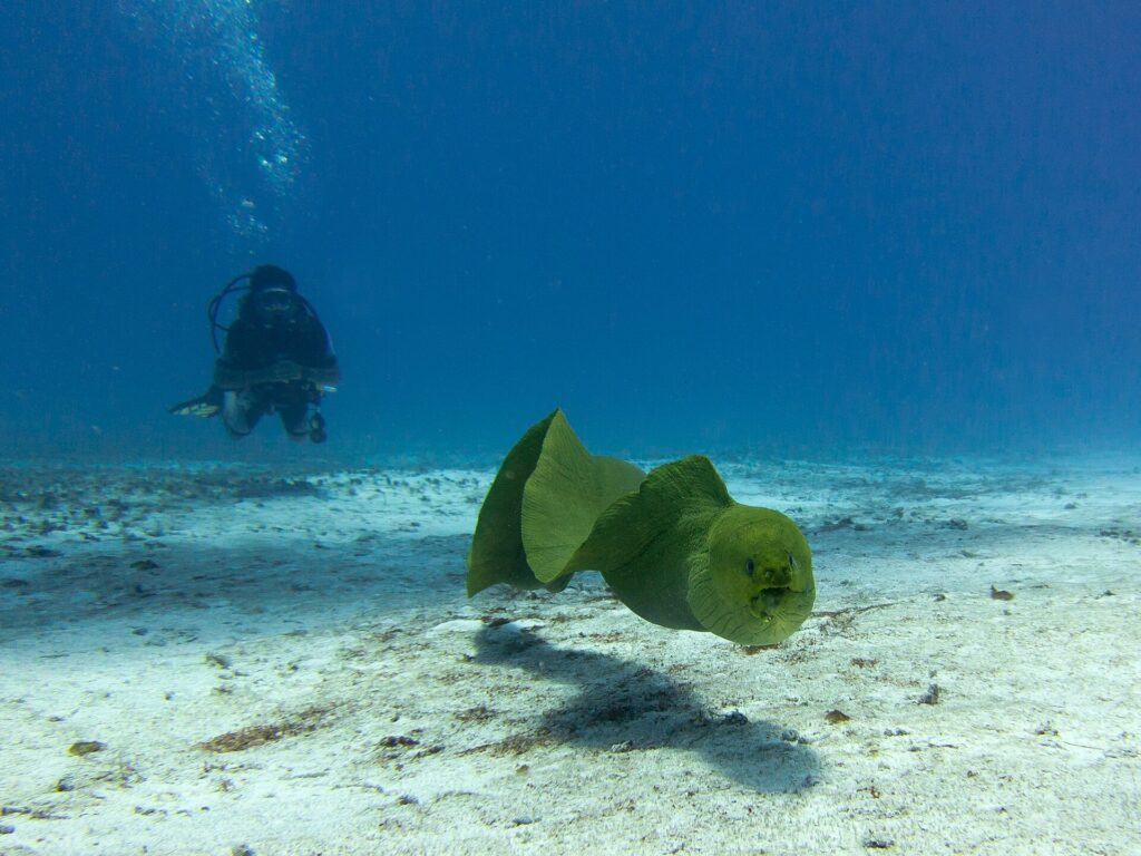 Una murena verde nuota in acqua libera sopra la sabbia, con la bocca socchiusa e un sub sullo sfondo nel blu, a Cozumel