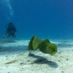 Una murena verde nuota in acqua libera sopra la sabbia, con la bocca socchiusa e un sub sullo sfondo nel blu, a Cozumel
