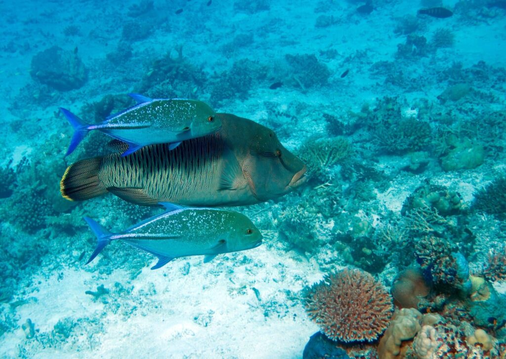 Un pesce napoleone con i fianchi finemente striati, scortato da due carangi pinna blu a punti, sopra un reef chiaro