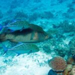 Un pesce napoleone con i fianchi finemente striati, scortato da due carangi pinna blu a punti, sopra un reef chiaro