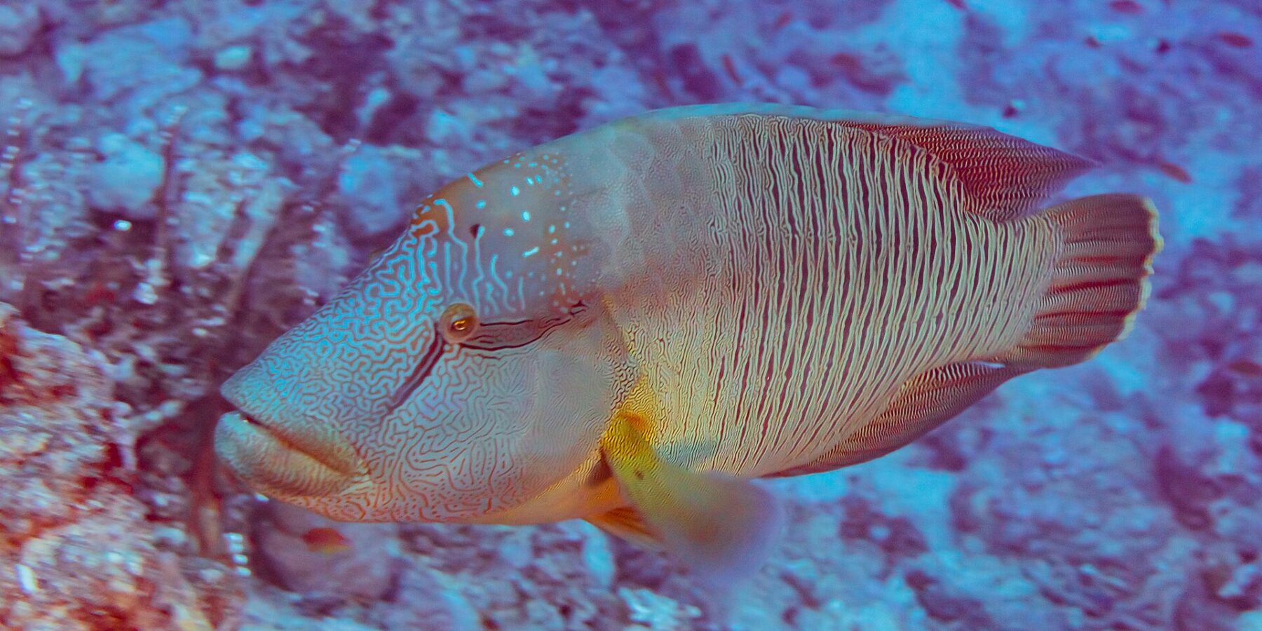 Un pesce napoleone visto di lato, con la testa coperta da un labirinto di linee e i fianchi striati di sottili linee verticali, davanti a un reef