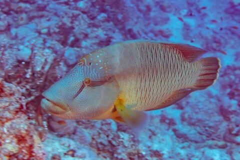 Un pesce napoleone visto di lato, con la testa coperta da un labirinto di linee e i fianchi striati di sottili linee verticali, davanti a un reef