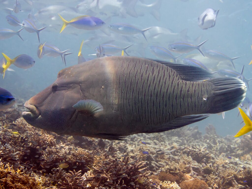 Un grande pesce napoleone di profilo sopra il reef, con la gobba sulla fronte e le labbra spesse in avanti, la testa marezzata da un reticolo di linee sottili e alcuni fucilieri intorno