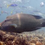 Un grande pesce napoleone di profilo sopra il reef, con la gobba sulla fronte e le labbra spesse in avanti, la testa marezzata da un reticolo di linee sottili e alcuni fucilieri intorno