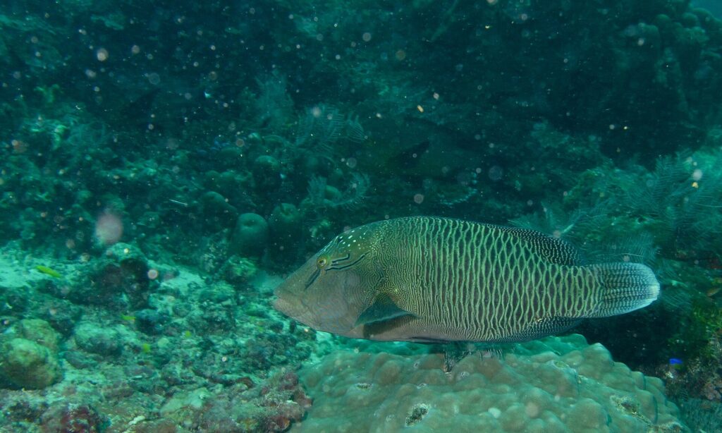 Un giovane pesce napoleone più grande sopra un blocco di corallo, bruno-verde, con due tratti neri dietro l'occhio, la fronte ancora senza gobba e i fianchi coperti da un reticolo di linee chiare