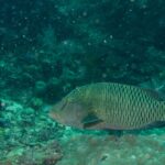 Un giovane pesce napoleone più grande sopra un blocco di corallo, bruno-verde, con due tratti neri dietro l'occhio, la fronte ancora senza gobba e i fianchi coperti da un reticolo di linee chiare