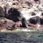 Un maschio di leone marino della California ritto su uno scoglio rosa in riva al mare, con un giovane accanto, a Los Islotes