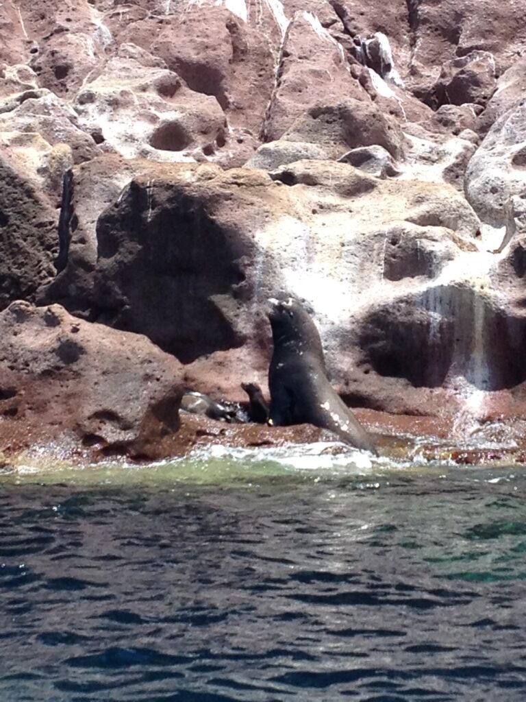 Un maschio di leone marino della California ritto su uno scoglio rosa in riva al mare, con un giovane accanto, a Los Islotes