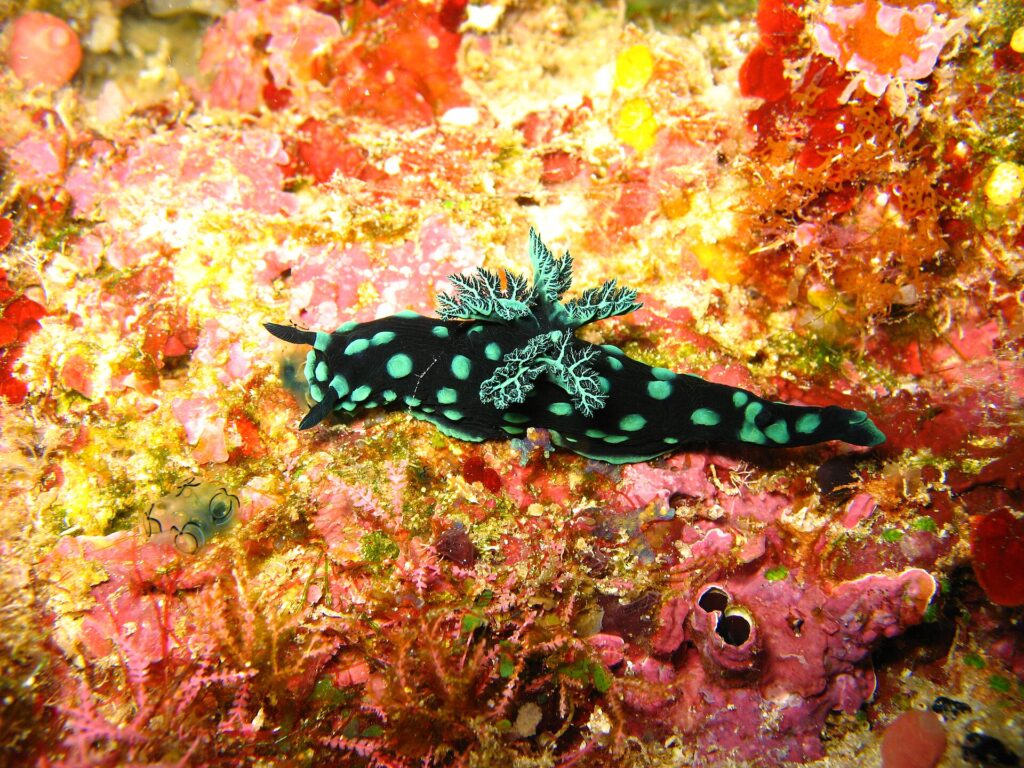 Un nudibranco nero punteggiato di macchie verde turchese, con le branchie ramificate erette sul dorso, che striscia su una parete tappezzata di spugne rosse, rosa e gialle.