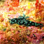 Un nudibranco nero punteggiato di macchie verde turchese, con le branchie ramificate erette sul dorso, che striscia su una parete tappezzata di spugne rosse, rosa e gialle.