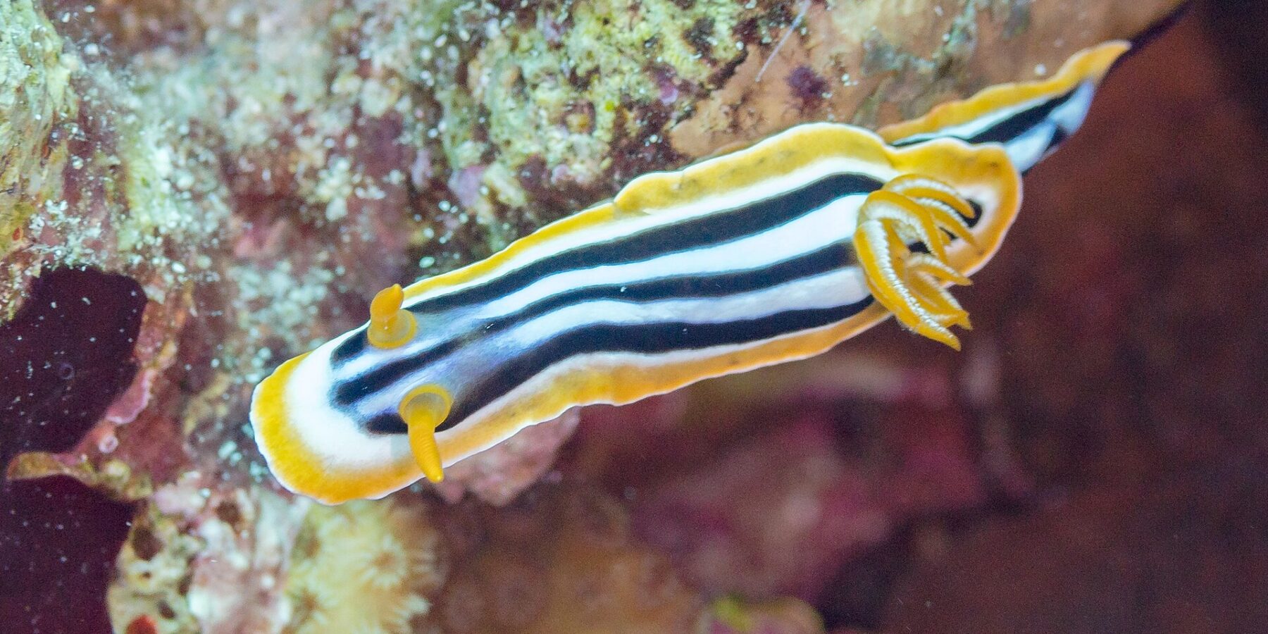 Un nudibranco allungato a strisce nere e bianco-azzurre, bordato di arancione, con due rinofori arancioni eretti davanti e un pennacchio di branchie arancioni dietro, sul reef