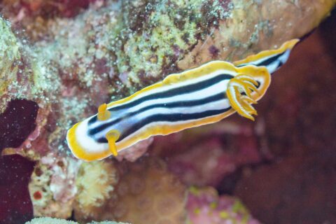 Un nudibranco allungato a strisce nere e bianco-azzurre, bordato di arancione, con due rinofori arancioni eretti davanti e un pennacchio di branchie arancioni dietro, sul reef