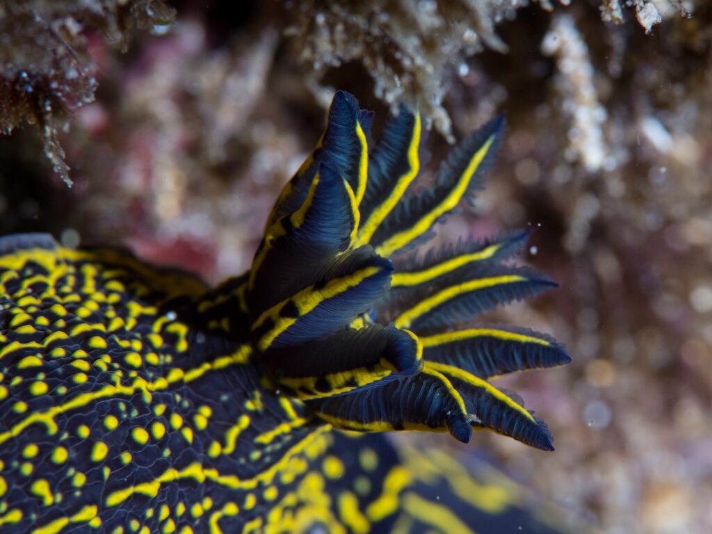 Primo piano del pennacchio di branchie piumose di un nudibranco blu notte, con ogni lamella bordata di giallo, su un dorso cosparso di punti e linee gialle