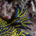 Primo piano del pennacchio di branchie piumose di un nudibranco blu notte, con ogni lamella bordata di giallo, su un dorso cosparso di punti e linee gialle