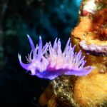 Una flabellina viola su una spugna arancione, con il dorso irto di cerata viola dal cuore arancione e dalla punta bianca, e due rinofori anellati eretti sulla testa
