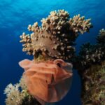 Una grande ovatura di nudibranco a nastro rosa salmone, pieghettata come una gorgiera, avvolta alla base di un corallo molle sotto la superficie