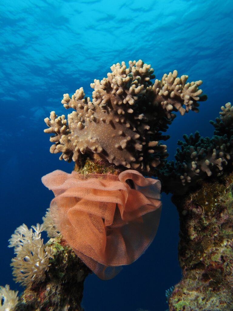 Una grande ovatura di nudibranco a nastro rosa salmone, pieghettata come una gorgiera, avvolta alla base di un corallo molle sotto la superficie