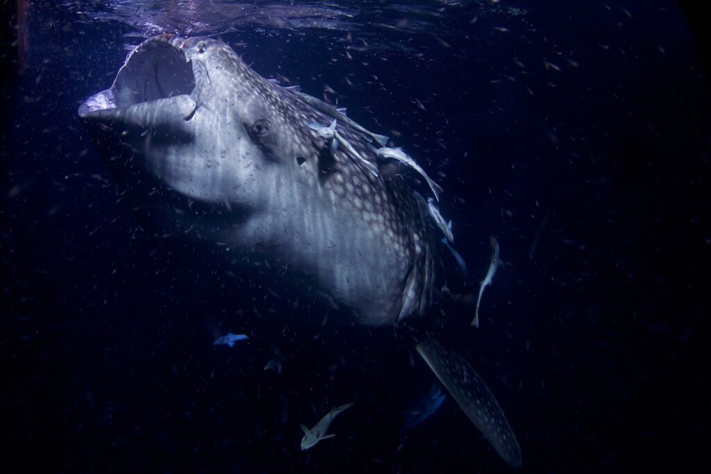 Ritratto frontale di uno squalo balena con la bocca spalancata, di notte, in un'acqua nera piena di plancton, con delle remore attaccate alla testa