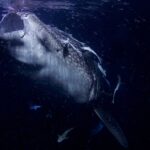 Ritratto frontale di uno squalo balena con la bocca spalancata, di notte, in un'acqua nera piena di plancton, con delle remore attaccate alla testa
